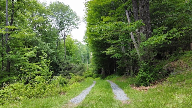 442 Main St, Grahamsville, NY 12740 - view of tree filled area