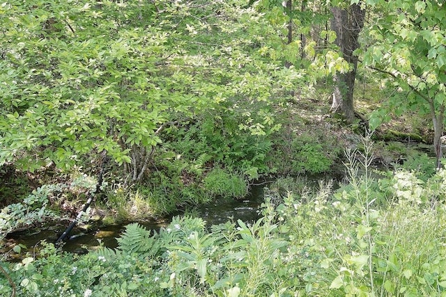 169 Mitchell Pond Rd E, Cochecton, NY 12726 - view of local wilderness