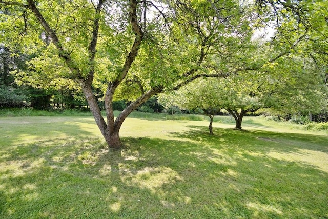 169 Mitchell Pond Rd E, Cochecton, NY 12726 - view of green lawn