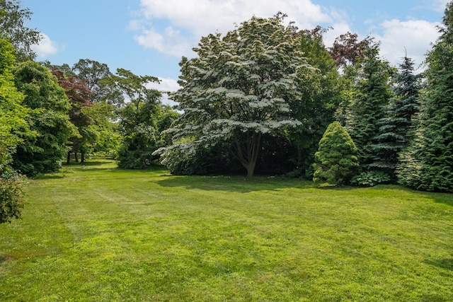 28 Weir Ln, Locust Valley, NY 11560 - view of green lawn