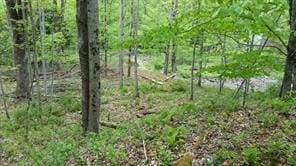 Hessinger Lare Rd, Youngsville, NY 12791 - photo 4