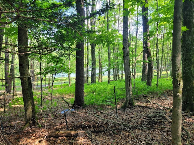 1485 Briscoe Rd, Swan Lake, NY 12783 - view of undeveloped land