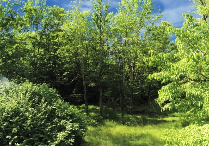 44 Stony Rd, Accord, NY 12404 - view of woods