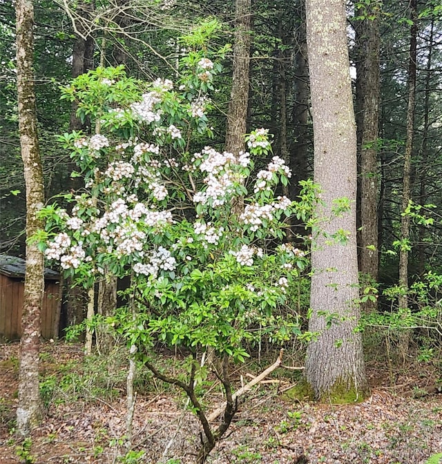 7219 State Rte 42, Grahamsville, NY 12740 - view of undeveloped land