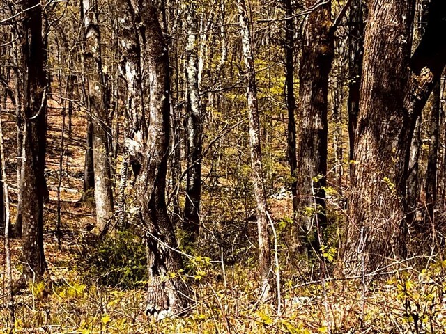 1104 Cold Spring Rd, Clinton Corners, NY 12514 - view of local wilderness