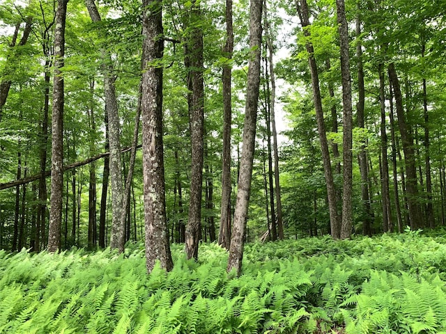 Chiloway Rd, Roscoe, NY 12776 - photo 17