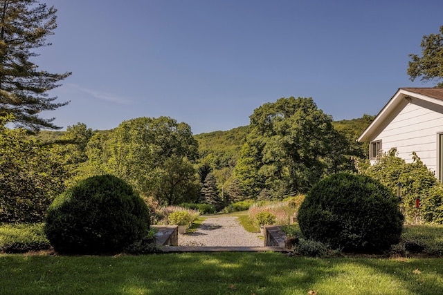 447 Butts Hollow Rd, Dover Plains, NY 12522 - view of green lawn