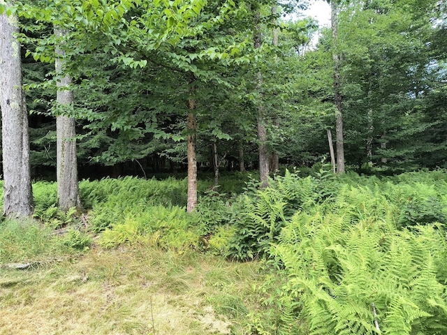 113 Lake Muskoday Rd, Roscoe, NY 12776 - view of tree filled area