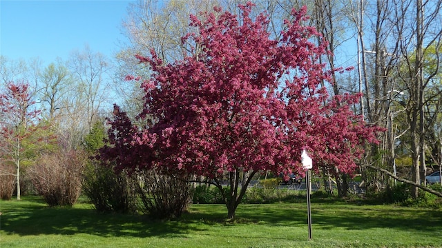 14 Wyndham Close Close, White Plains, NY 10605 - photo 46