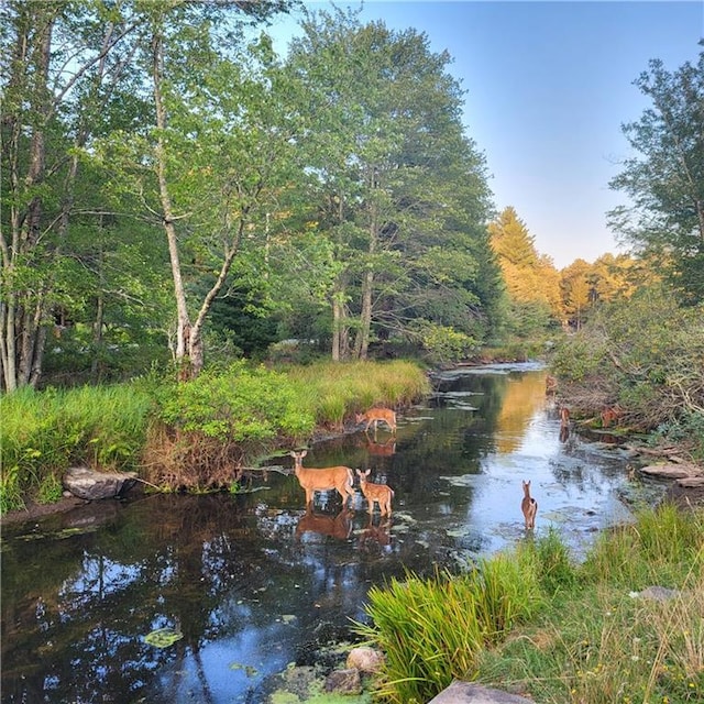 28 E Sullivan Pl, Smallwood, NY 12720 - water view with a forest
