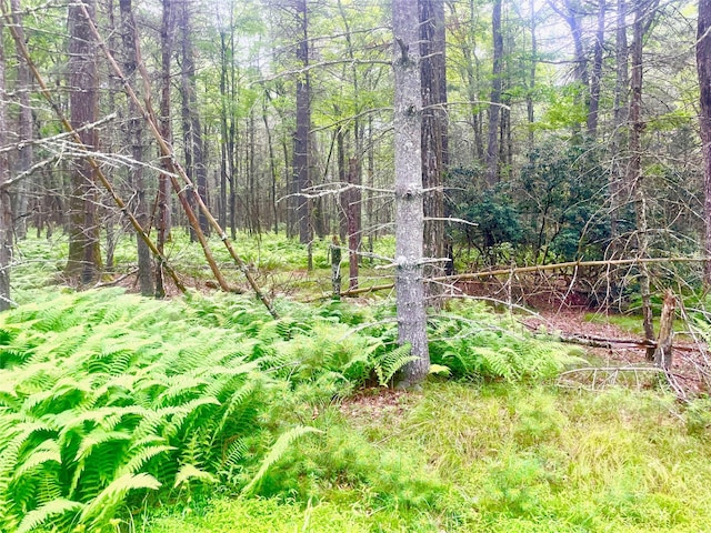 LOT26 Timber Lake Dr, Yulan, NY 12792 - photo 8