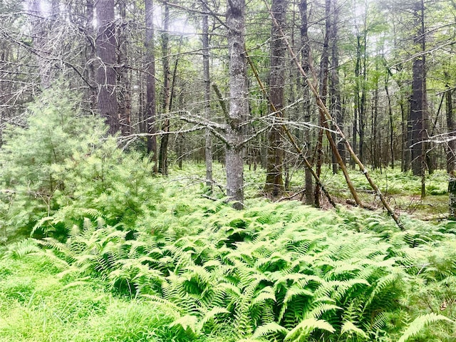 LOT26 Timber Lake Dr, Yulan, NY 12792 - photo 9
