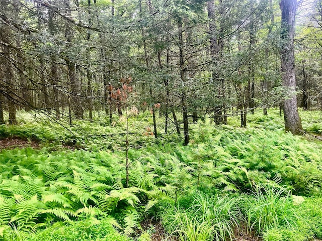 LOT26 Timber Lake Dr, Yulan, NY 12792 - photo 10