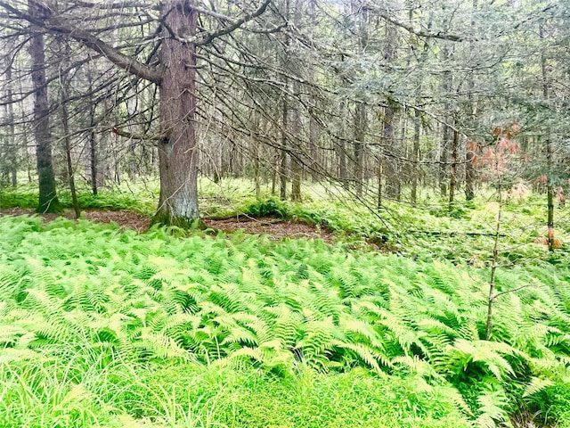 LOT26 Timber Lake Dr, Yulan, NY 12792 - photo 11