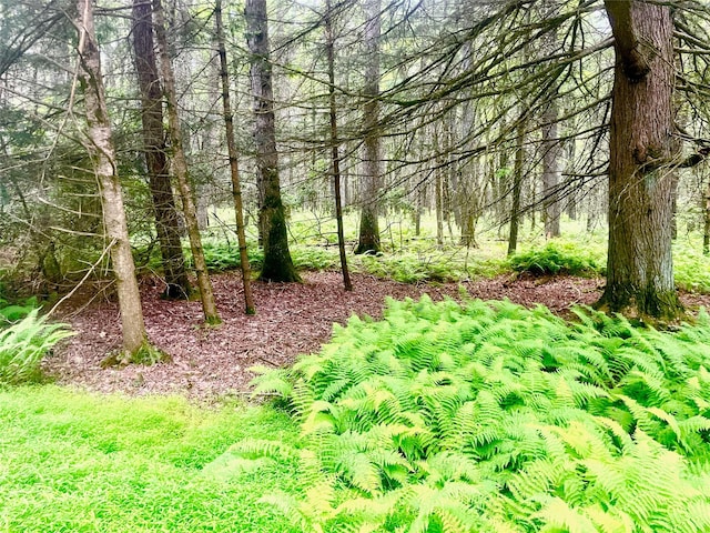 LOT26 Timber Lake Dr, Yulan, NY 12792 - photo 12
