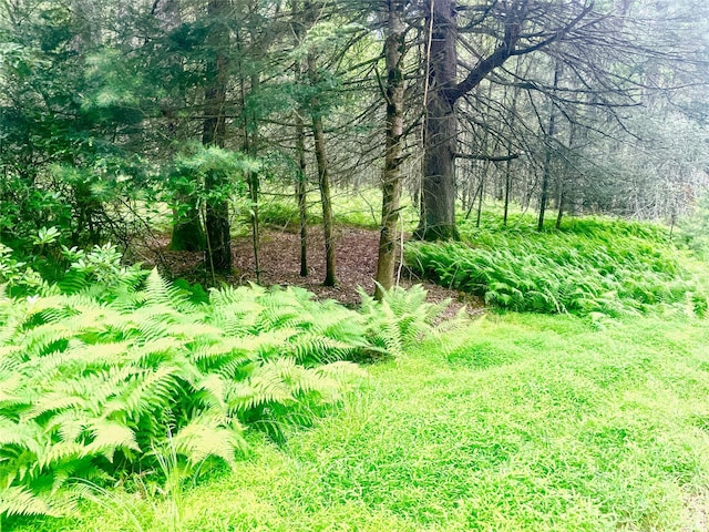 LOT26 Timber Lake Dr, Yulan, NY 12792 - photo 17