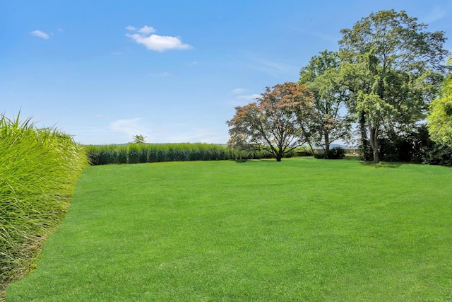 165 River Rd, Nyack, NY 10960 - view of green lawn