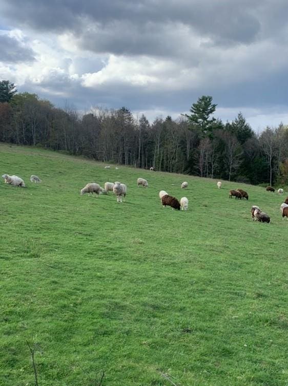 3 Burr Rd, Cochecton, NY 12726 - surrounding community featuring a wooded view and a view of countryside