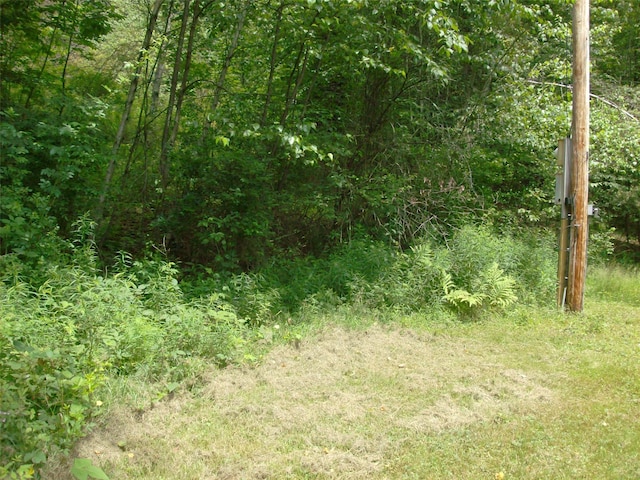 1460 Old Rte 17, Roscoe, NY 12776 - view of tree filled area