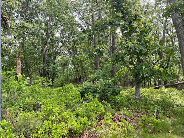 77 Montauk Hwy, Westhampton, NY 11977 - view of woods