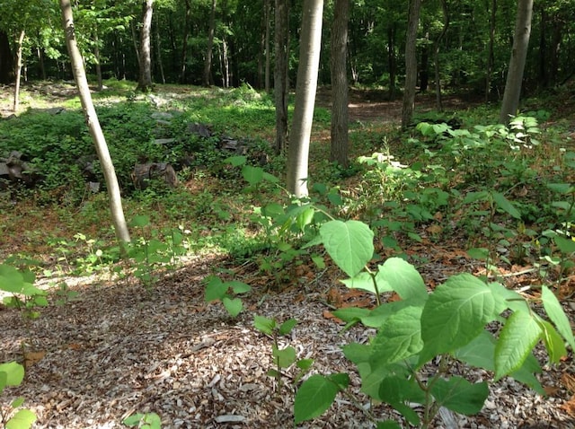 8 Indian Hill Rd, West Harrison, NY 10604 - photo 4