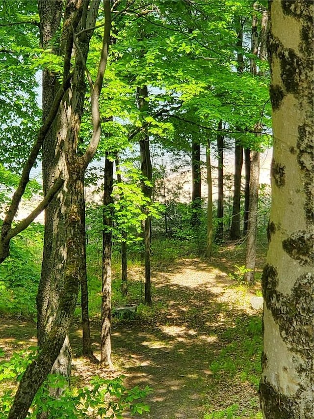 view of local wilderness