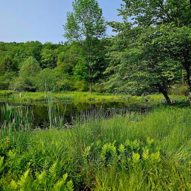 141 Bonnie Brook Rd, Roscoe, NY 12776 - view of local wilderness