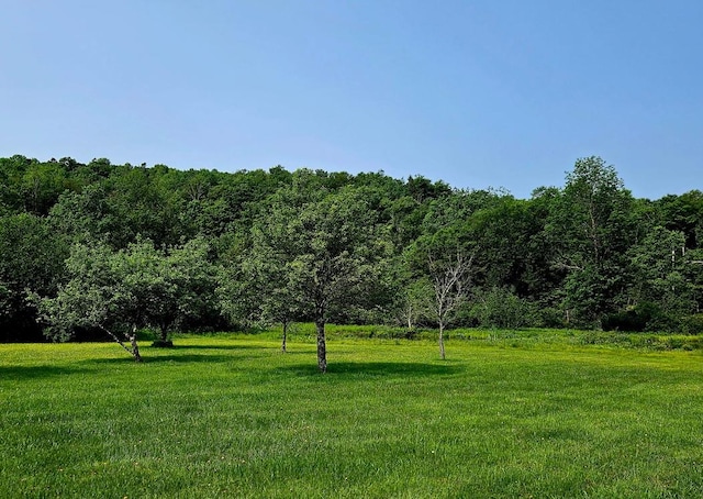 141 Bonnie Brook Rd, Roscoe, NY 12776 - view of green lawn