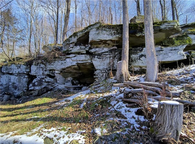 view of local wilderness