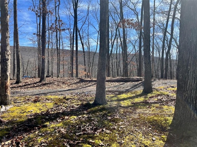 view of local wilderness