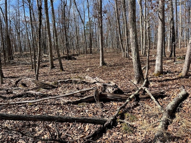 view of local wilderness