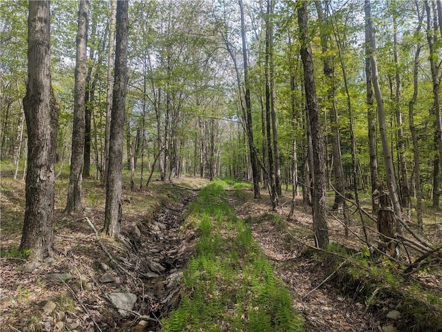 view of local wilderness