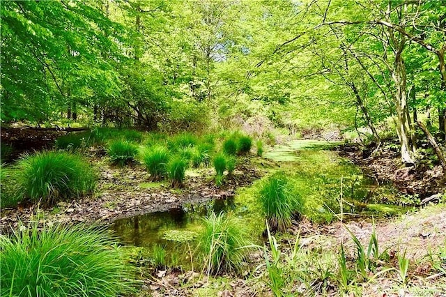 view of nature featuring a water view