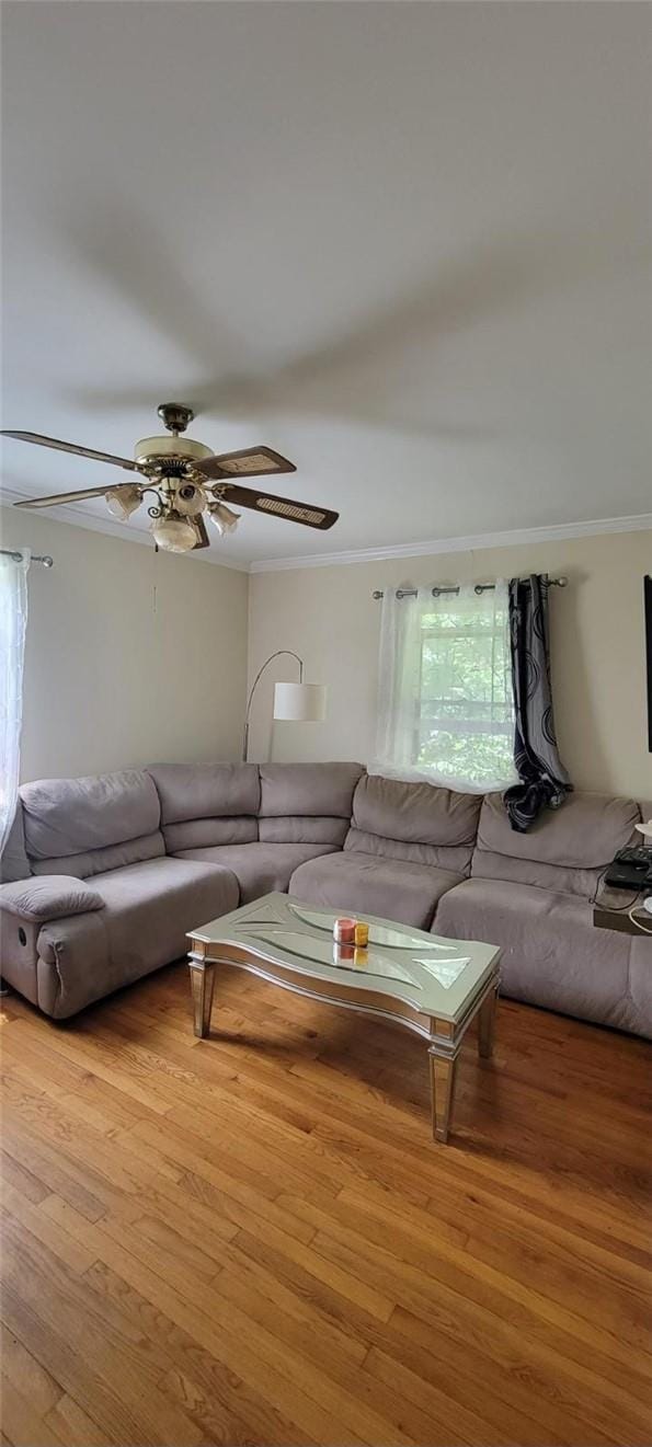 living room featuring ceiling fan, light hardwood / wood-style flooring, and ornamental molding