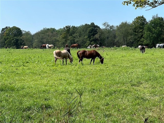 view of landscape with a rural view