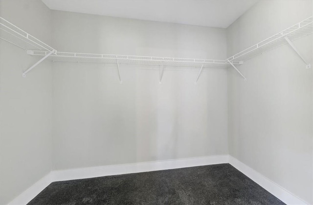 spacious closet featuring carpet