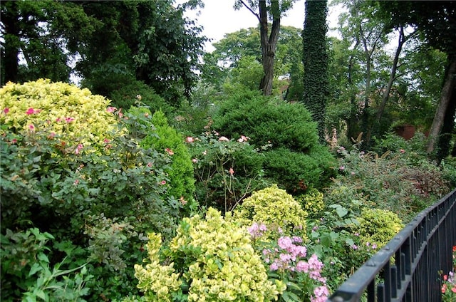 view of local wilderness