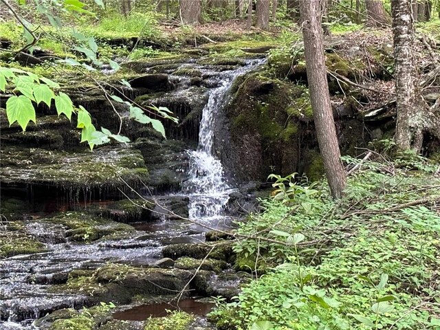 view of local wilderness