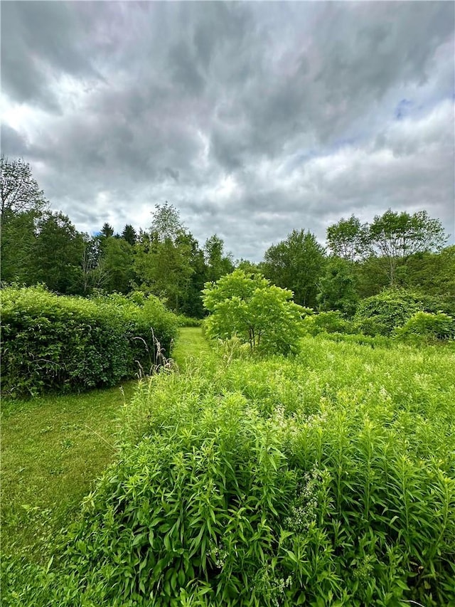 view of local wilderness