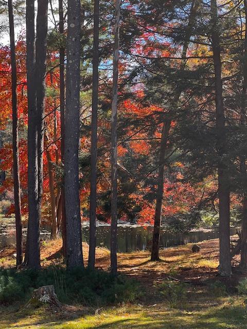 1124 State Route 42, Sparrowbush, NY 12780 - view of nature