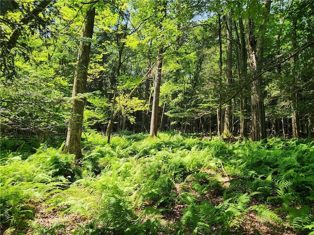 view of local wilderness