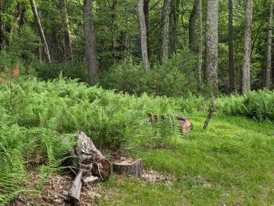 Eldred-Yulan Rd, Call Listing Agent, NY 12792 - photo 4