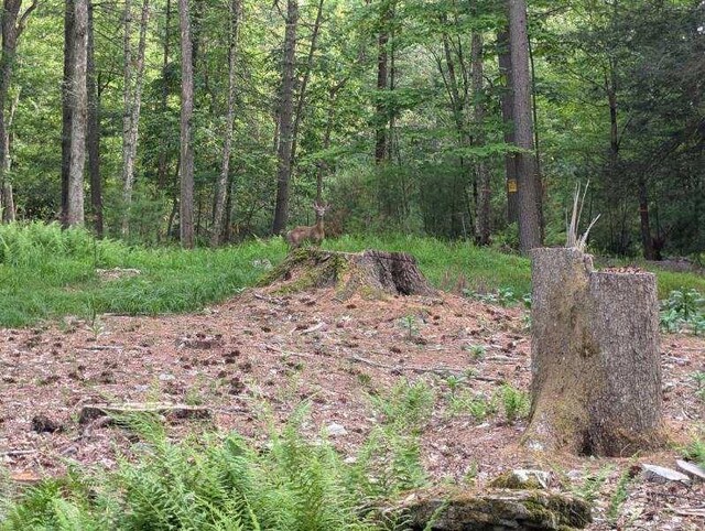 Eldred-Yulan Rd, Call Listing Agent, NY 12792 - photo 8