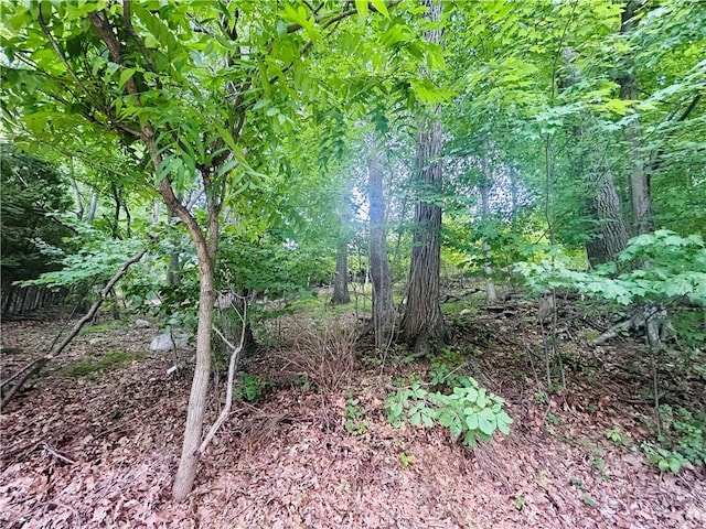 view of local wilderness