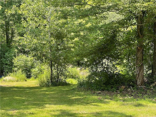 view of local wilderness