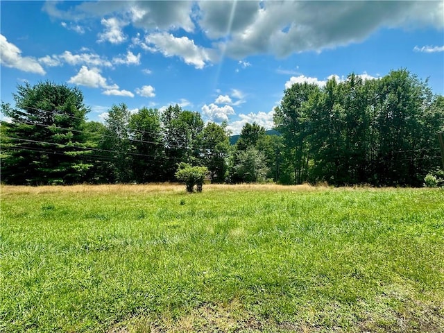 view of local wilderness