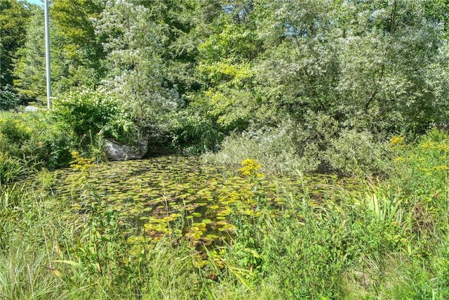 view of local wilderness