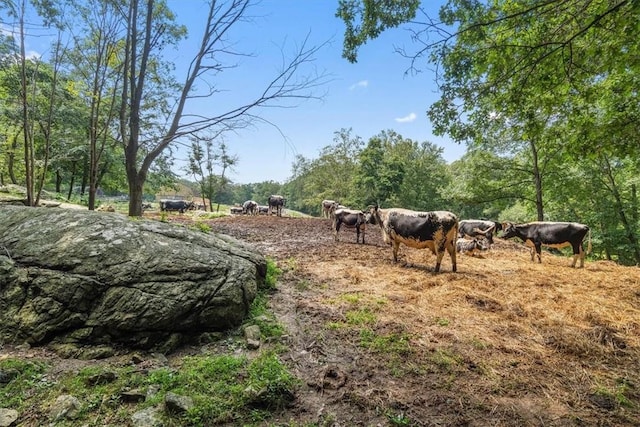 view of yard with a rural view