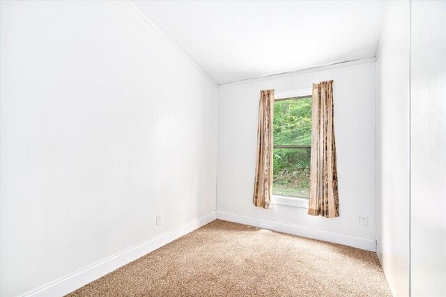 carpeted empty room featuring a wealth of natural light and crown molding