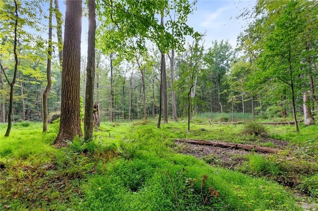 view of local wilderness